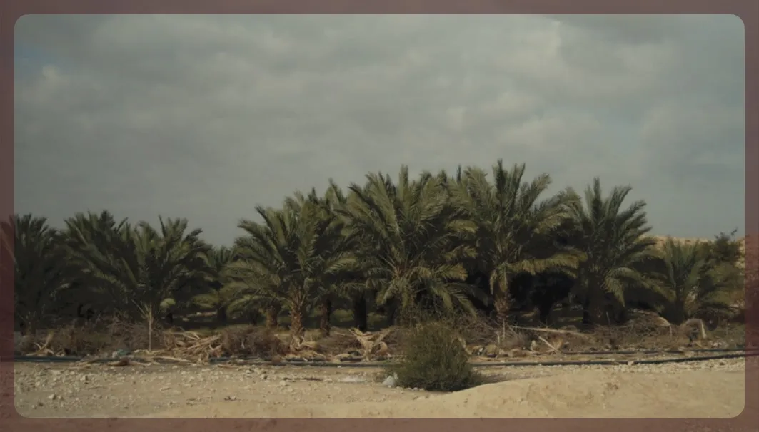 Palm trees and desert