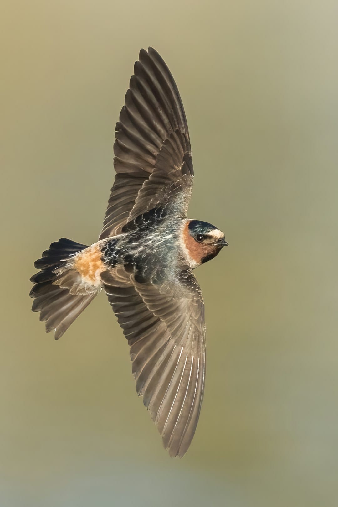 A flying swallow bird