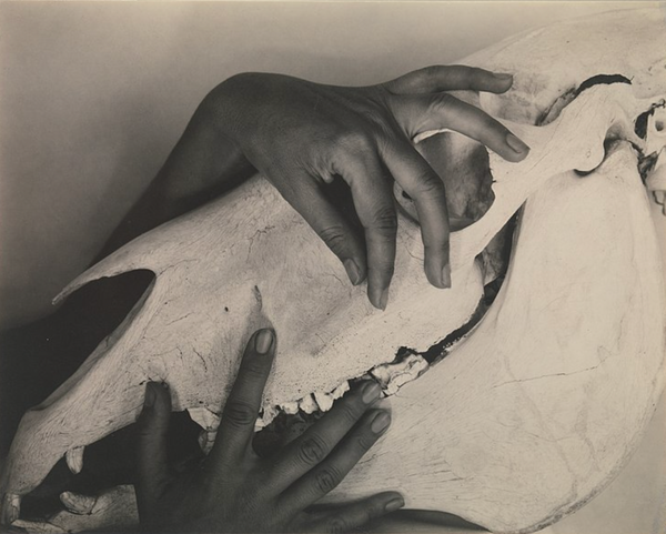woman's hands on an animal's skull in a black and white photo